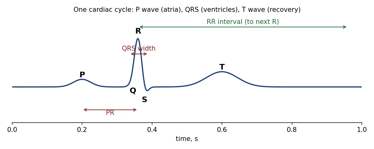 One cardiac cycle